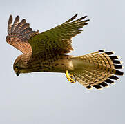 Common Kestrel