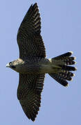 Peregrine Falcon