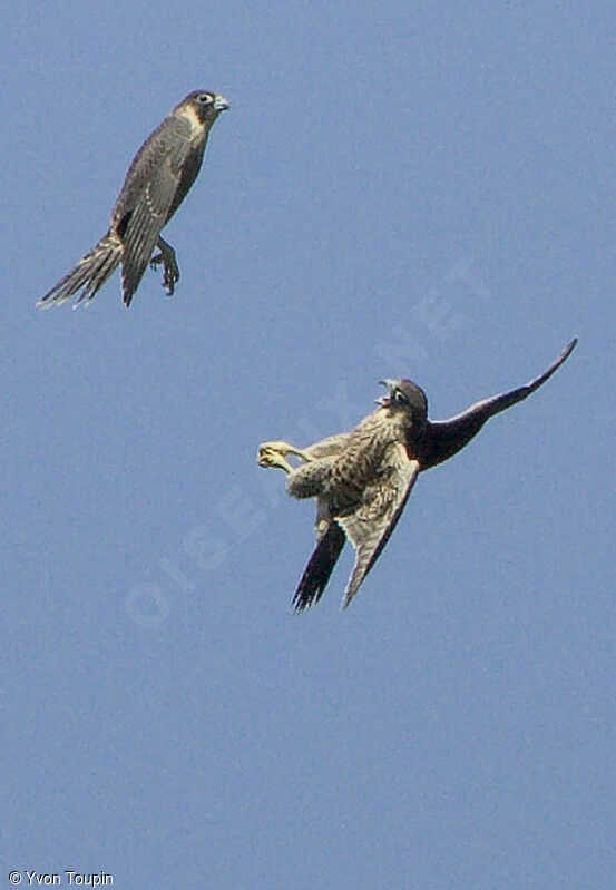 Peregrine Falcon, Behaviour