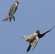 Peregrine Falcon