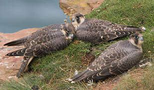 Peregrine Falcon