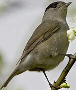 Eurasian Blackcap