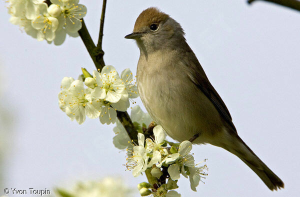 Eurasian Blackcap female, identification