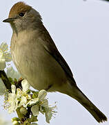 Eurasian Blackcap