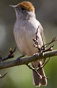 Eurasian Blackcap