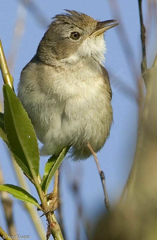 Fauvette grisette, identification