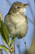 Common Whitethroat