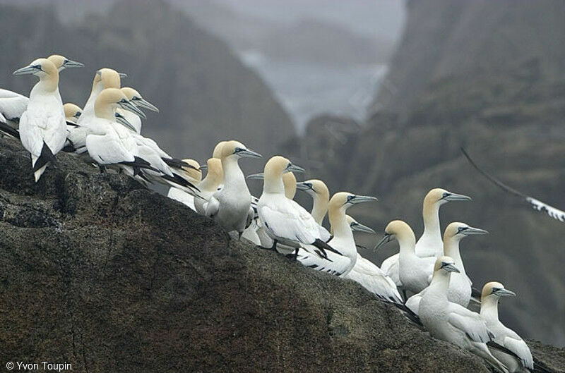 Northern Gannet, identification