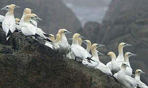 Northern Gannet