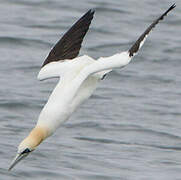 Northern Gannet