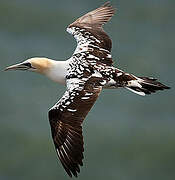 Northern Gannet