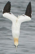 Northern Gannet