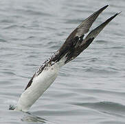 Northern Gannet