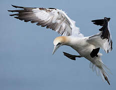 Northern Gannet