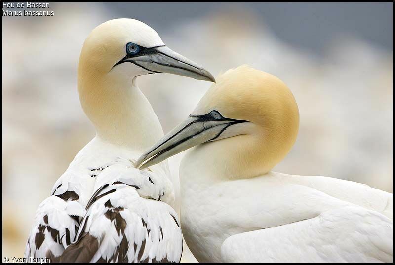 Northern Gannet , identification