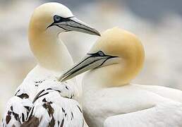 Northern Gannet