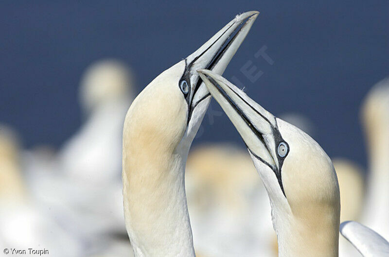 Northern Gannet, Behaviour