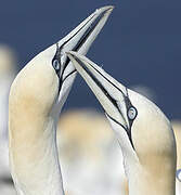 Northern Gannet