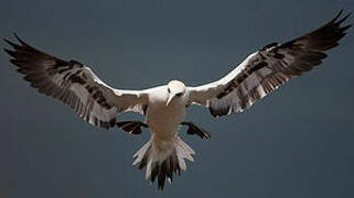 Northern Gannet