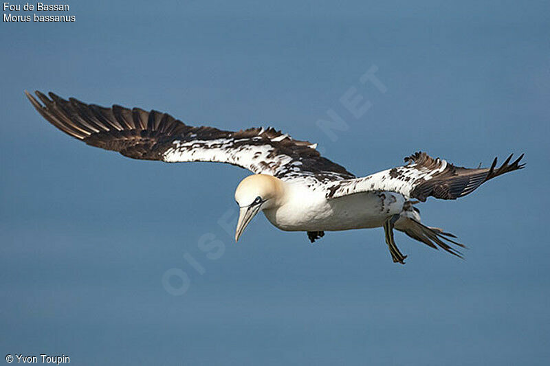 Northern Gannet, Flight