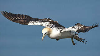 Northern Gannet