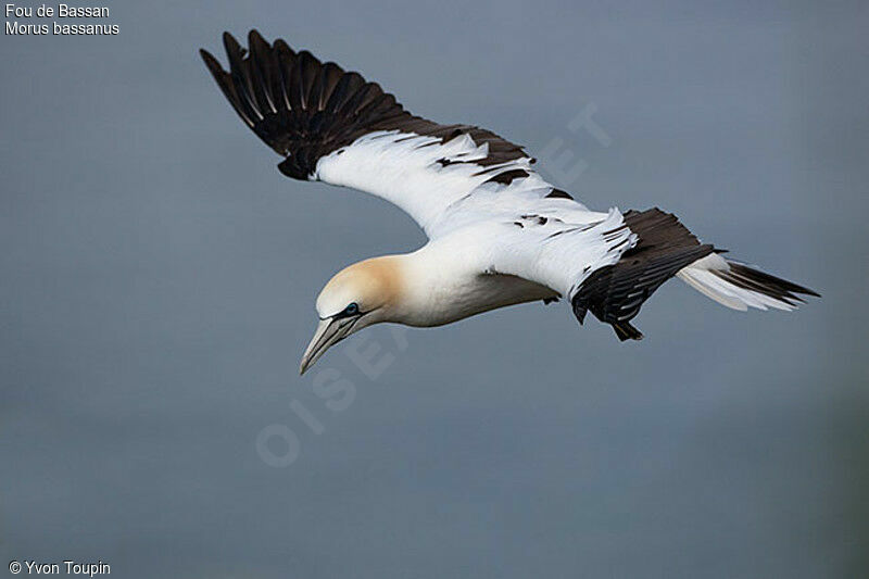 Northern Gannetsubadult, Flight