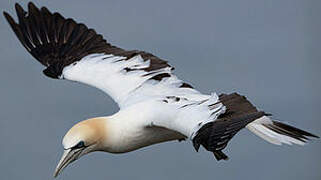 Northern Gannet