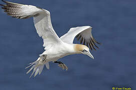 Northern Gannet