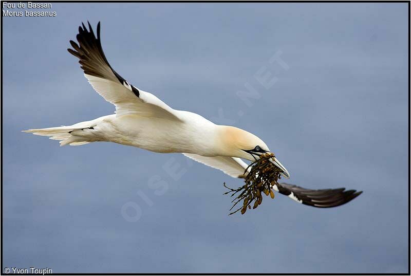 Northern Gannet, Behaviour