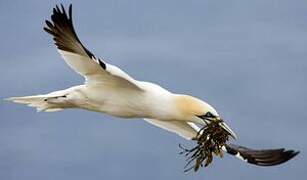 Northern Gannet