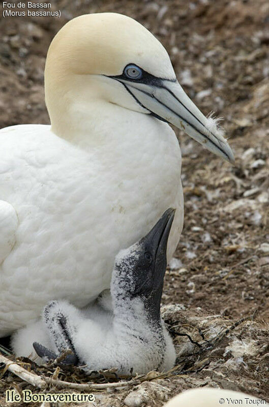 Northern Gannet