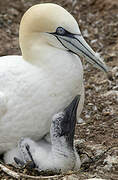 Northern Gannet