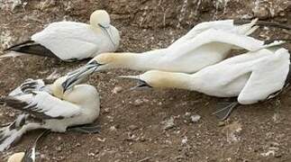 Northern Gannet