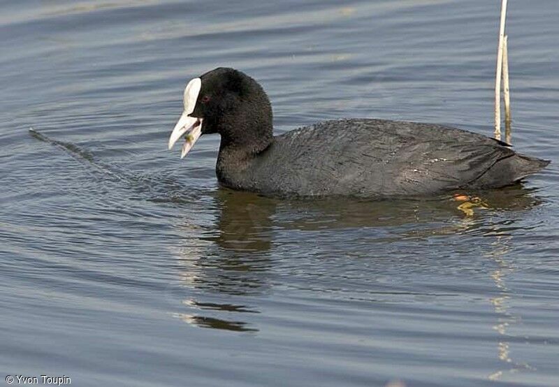 Eurasian Coot