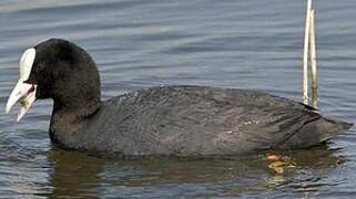 Eurasian Coot