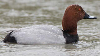 Common Pochard