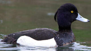 Tufted Duck