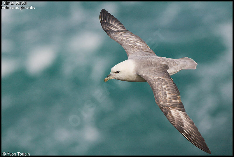 Fulmar boréaladulte, Vol