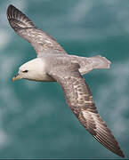 Fulmar boréal