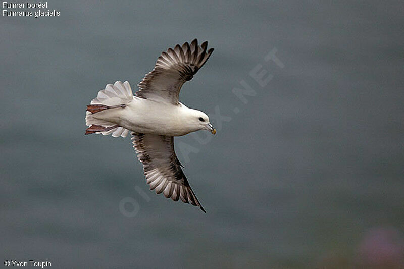 Fulmar boréal, Vol