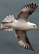 Fulmar boréal