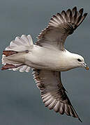 Northern Fulmar