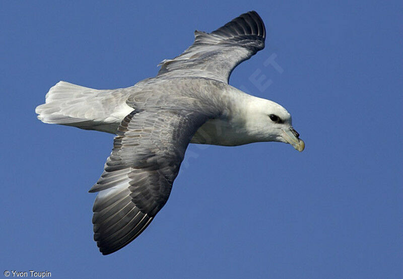 Fulmar boréal, Vol