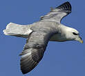 Fulmar boréal