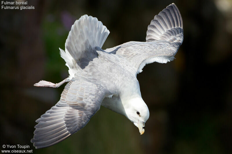 Fulmar boréal, Vol