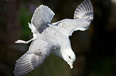 Fulmar boréal