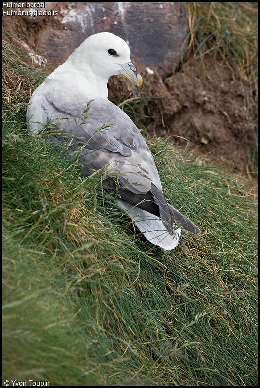 Fulmar boréaladulte, identification