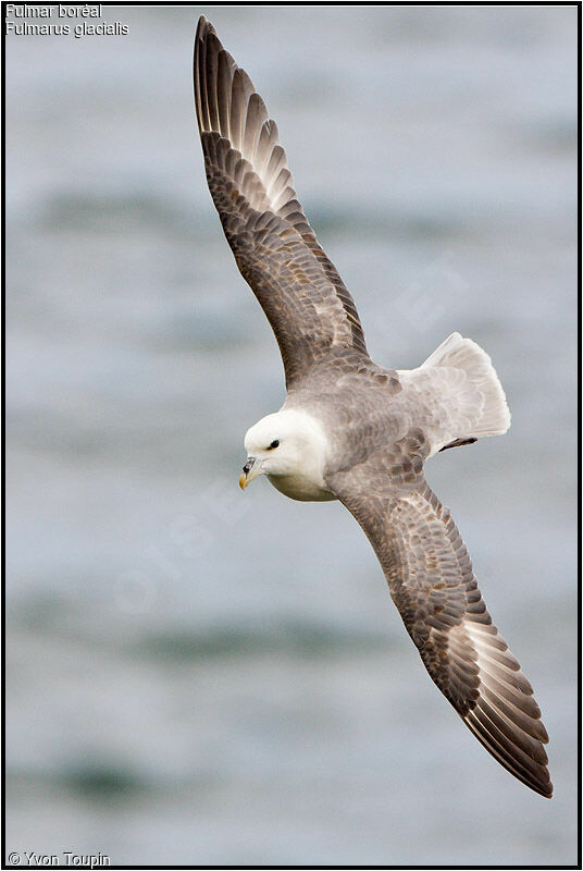 Fulmar boréaladulte, Vol