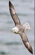 Fulmar boréal