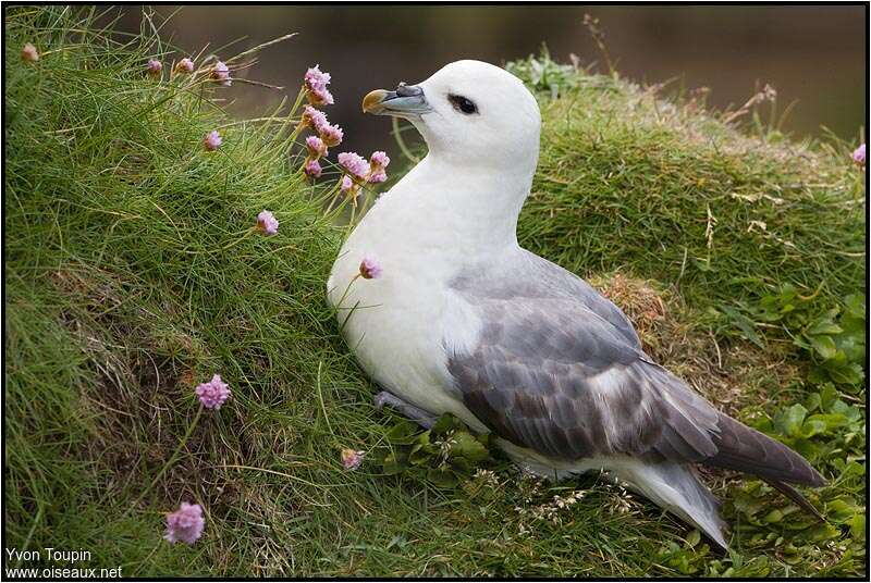 Fulmar boréaladulte nuptial, identification